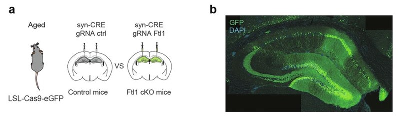 Slika 3. Stereotaktičke injekcije u hipokampus starih transgenih miševa s Cas9 sustavom: kontrola s praznim vodičem i skupina s gRNA za FTL1 (knockout); desno prikaz zaraženih neurona (GFP, zeleno). 📷 (c) Nature