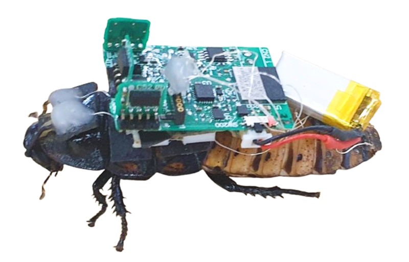 Kiborg žohari kombiniraju tehnologiju i evoluciju 📷 Mochammad Ariyanto