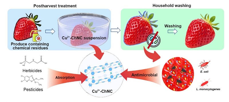 Molekule kompleksa bakra s kitozanom uništavaju mikrobe te uklanjaju zaostale herbicide i pesticide