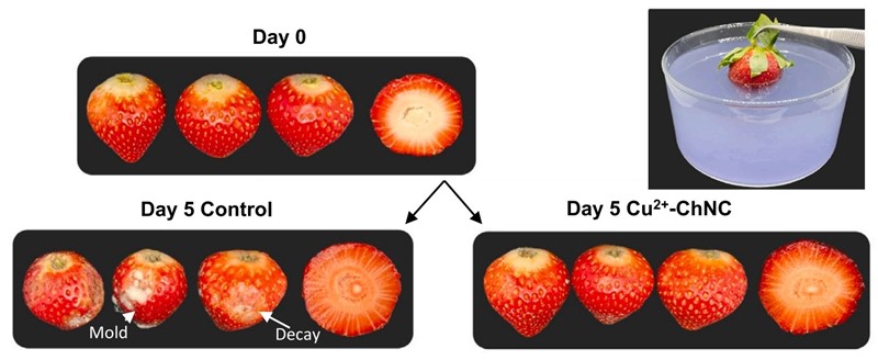 Nakon pet dana stajanja jagoda nije više za jelo. Ne mora tako biti  – ako se umoči u otopinu bakrova kompleksa s kitozanom