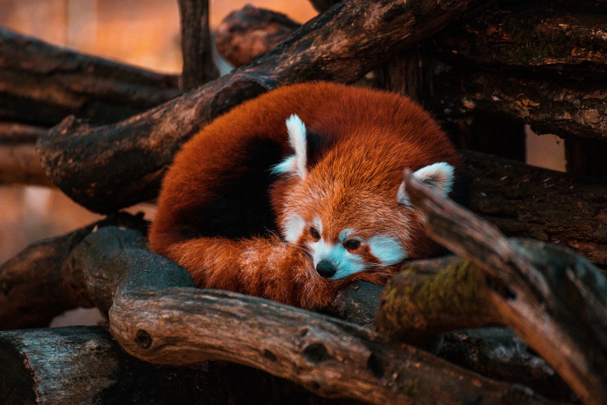 📷 Foto: Unsplash