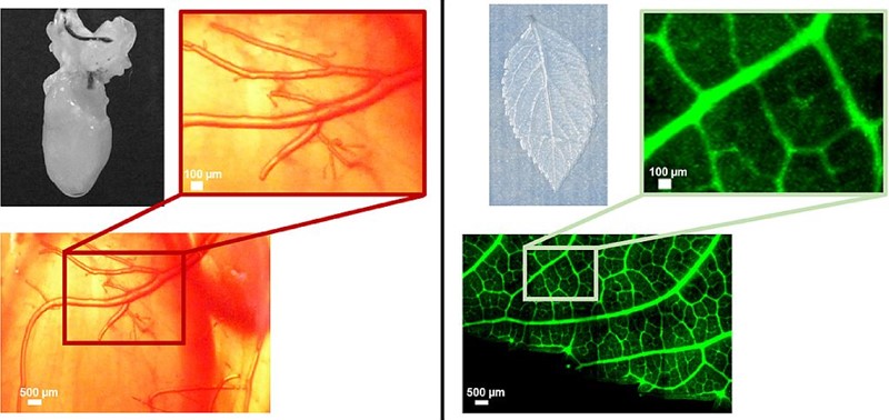 Usporedba mikroarhitekture kapilarnih struktura u tkivu sisavaca (lijevo) i biljaka (desno) 📷 (c) Biomaterials
