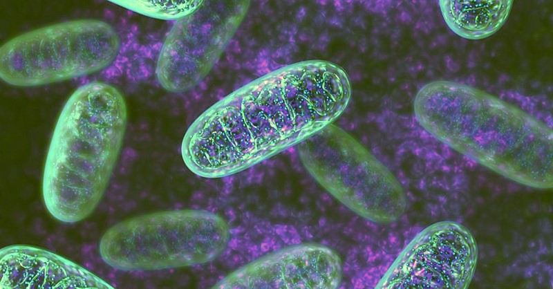 Mitohondriji: energetsko postrojenje stanice