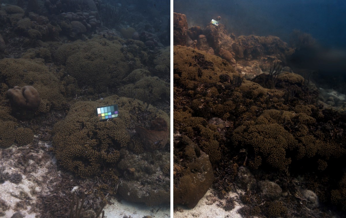 SeaSplat rekonstruira prave boje podvodne slike snimljene na Curacau. Izvorna fotografija je lijevo, a verzija s korigiranim bojama napravljena pomoću SeaSplata je desno 📷 Daniel Yang, John J. Leonard i Yogesh Girdhar