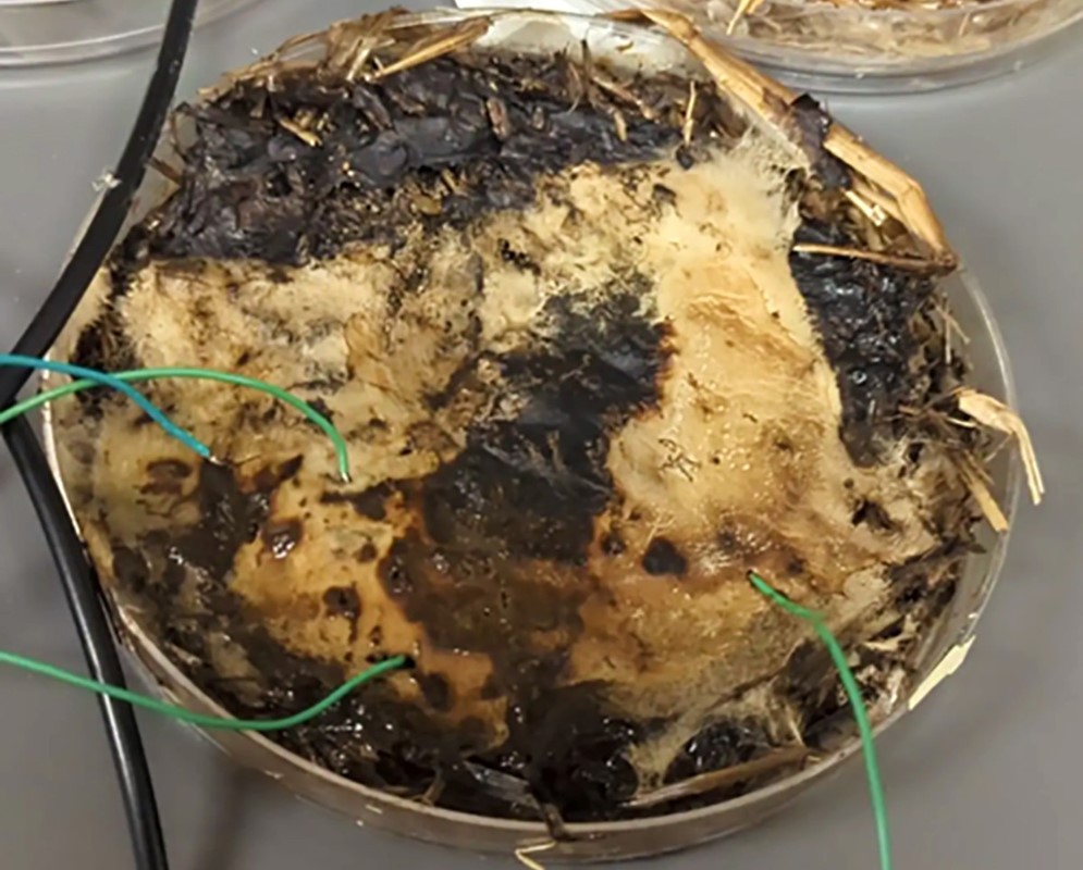 Svaki je uzorak razvio micelijsku mrežu koja je spojena na konvencionalnu elektroniku 📷 John LaRocco