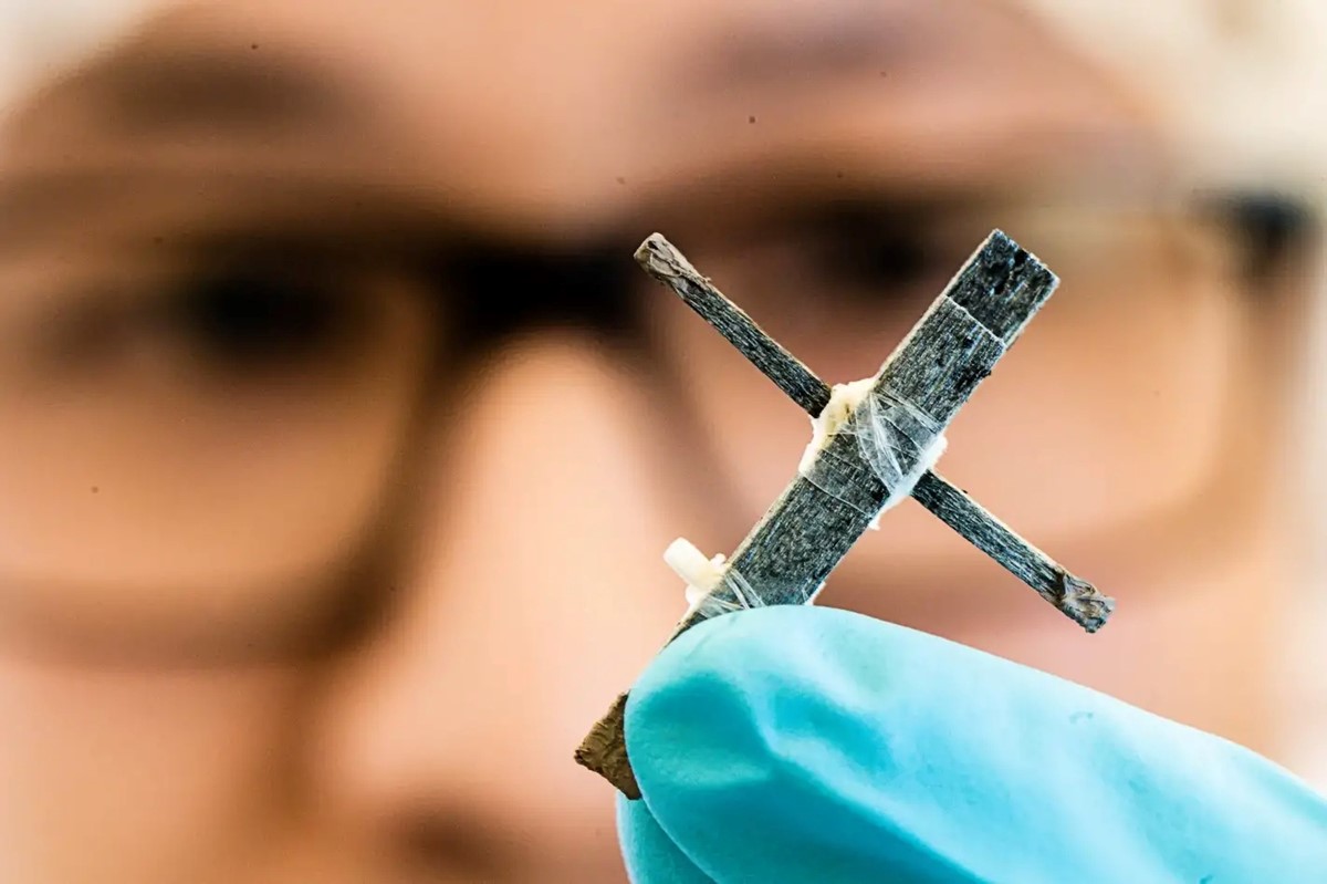 Istraživači sa Sveučilišta Linköping su zajedno s kolegama s KTH-a razvili prvi električni tranzistor napravljen od drva  📷 Thor Balkhed