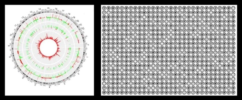 Kružna vizualizacija pokazuje genetske i molekularne promjene, s kromosomima u vanjskom prstenu i promjenama aktivnosti gena 📷 Mayo Clinic