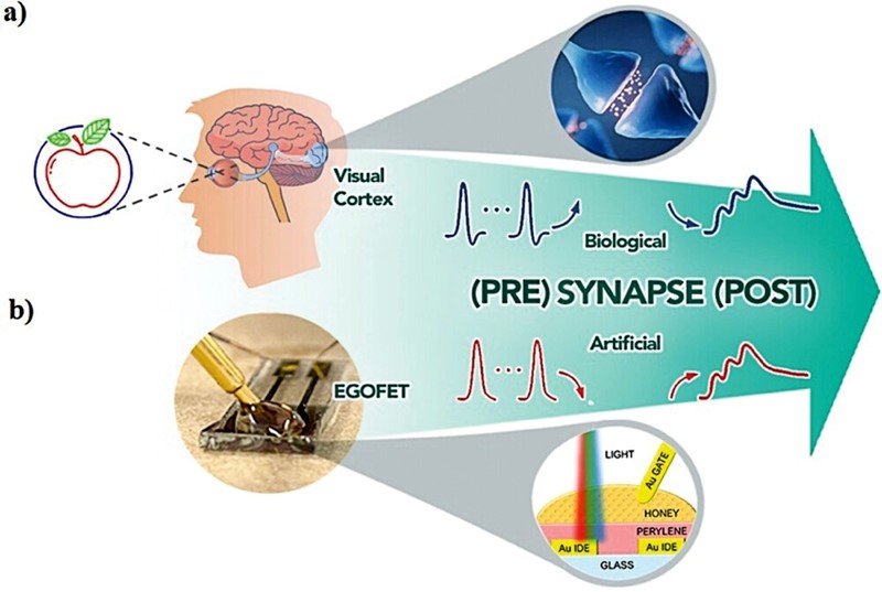 Usporedba biološke sinapse s dizajniranim sinaptičkim uređajem: Ilustracija ljudskog vidnog sustava koji reagira na biološke šiljke u biološkoj sinapsi i umjetna fotonska sinapsa temeljena na EGOFET-u koja reagira na optičke podražaje 📷 University of Glasgow