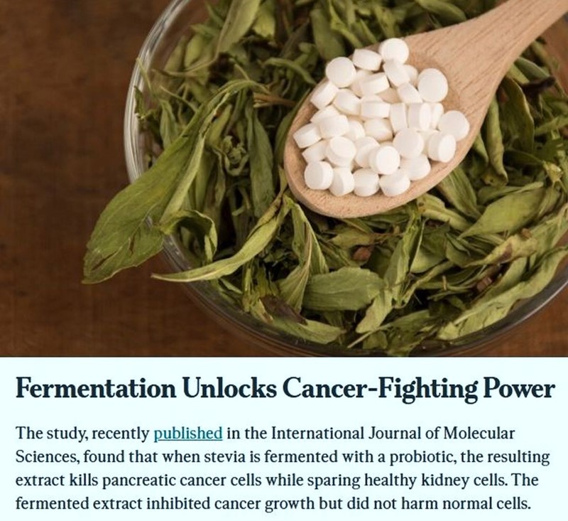 Fermentirana stevija: najnovije "svemoguće čudo" koje - možda - eventualno - čini se da je moguće - moglo bi biti - ki bi, da bi - pokazuje potencijal - da ubija stanice raka u staklenoj posudici u laboratoriju