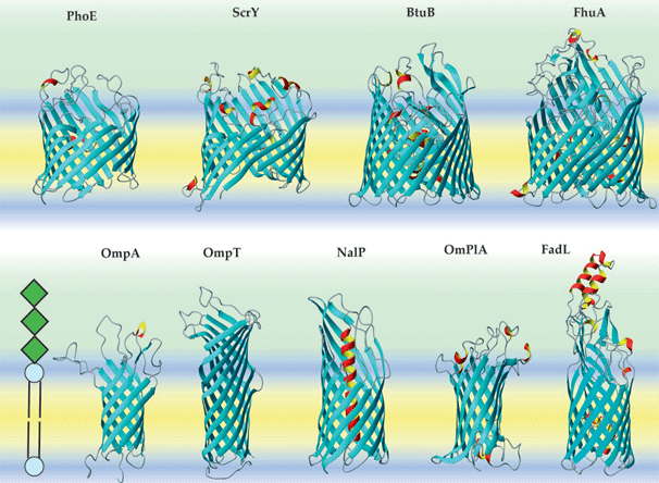 Nekoliko vrsta beta-bačvi (β-barrel), proteinskih "tunela" u bakterijskoj ovojnici