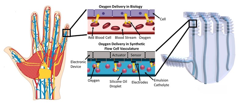 Analogija ljudske i robotske ruke: umjesto stanica – električne baterije, umjesto krvi – emulzija silikonskog ulja u kalijevoj lužini