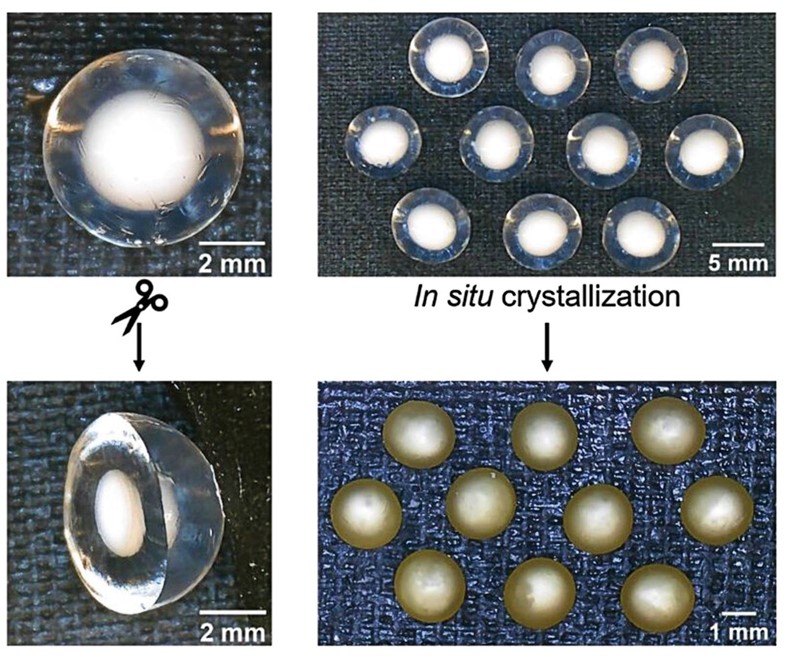 Digitalna mikroskopska slika čestica jezgre i ljuske hidrogela 📷 MIT