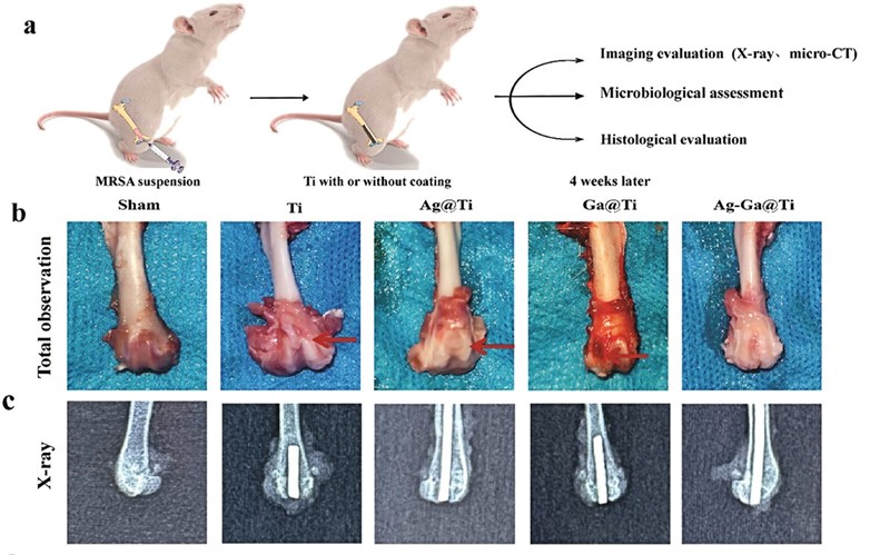 Nova presvlaka testirana je na životinjama 📷 BNL