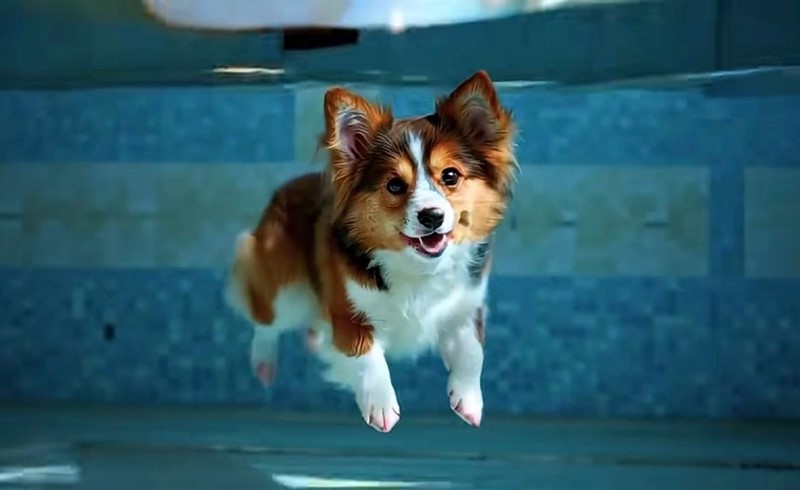 Psić koji pliva u bazenu jedan je od isječaka iz videa kojim je u Pekingu predstavljen Vidu 📷 Shengshu Technology