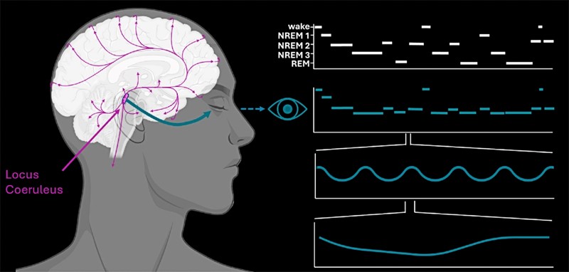 Locus coeruleus regulira različita područja mozga (ružičaste strelice). Grafike prikazuju duljinu i vrstu faza spavanja (bijelo) i fluktuacije u veličini zjenice (plavo-zeleno) koje se javljaju tijekom tih faza 📷 M. Carro-Dominguez, ETH Zurich / Biorender