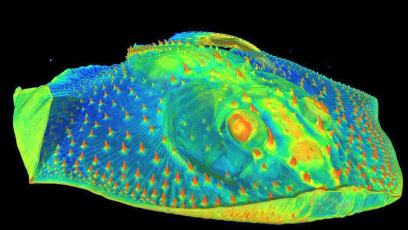 CT snimka gornjeg dijela raže prikazuje dentikule na njezinoj koži (označene narančastom bojom) 📷 Yara Hardley
