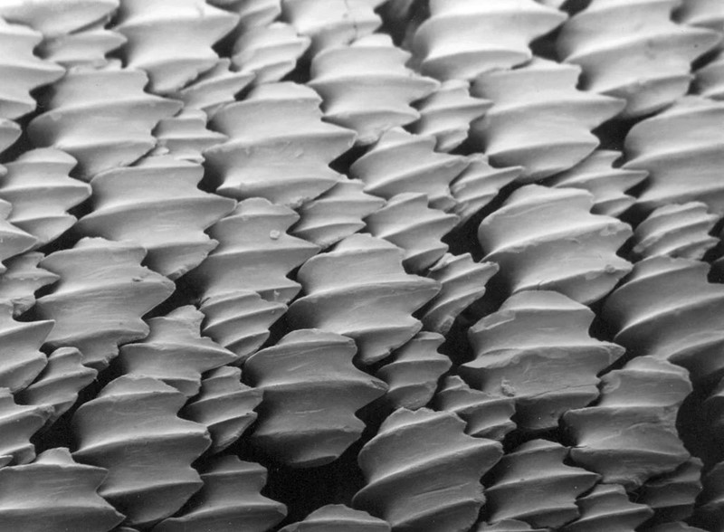 Makrofotografija površine kože morskog psa: gusto poredane oštre i "zubate" pločice (dentikuli)  📷 Pascal Deynat/ Odontobase